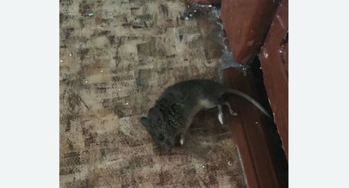 Дезинфекция от мышей в Анжеро-Судженске