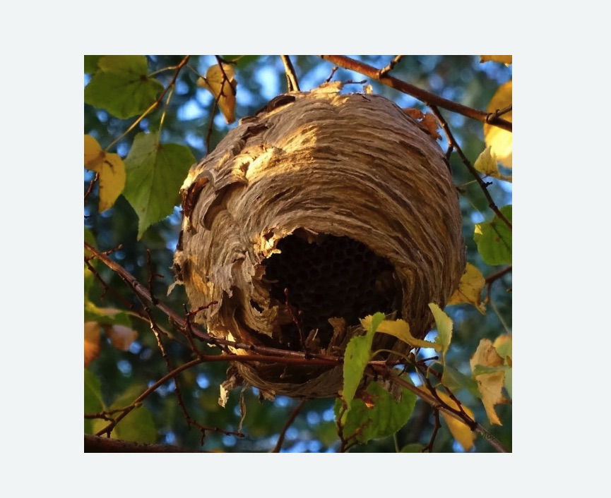 Обработка от шершней в Анжеро-Судженске