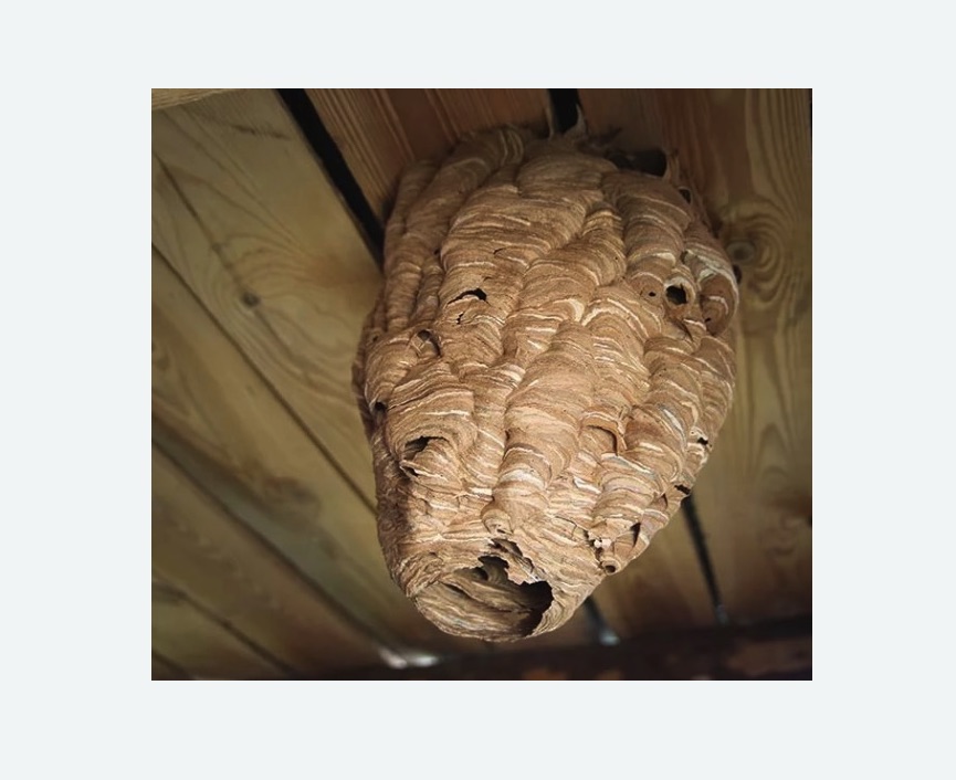 обработка от шершней в Анжеро-Судженске