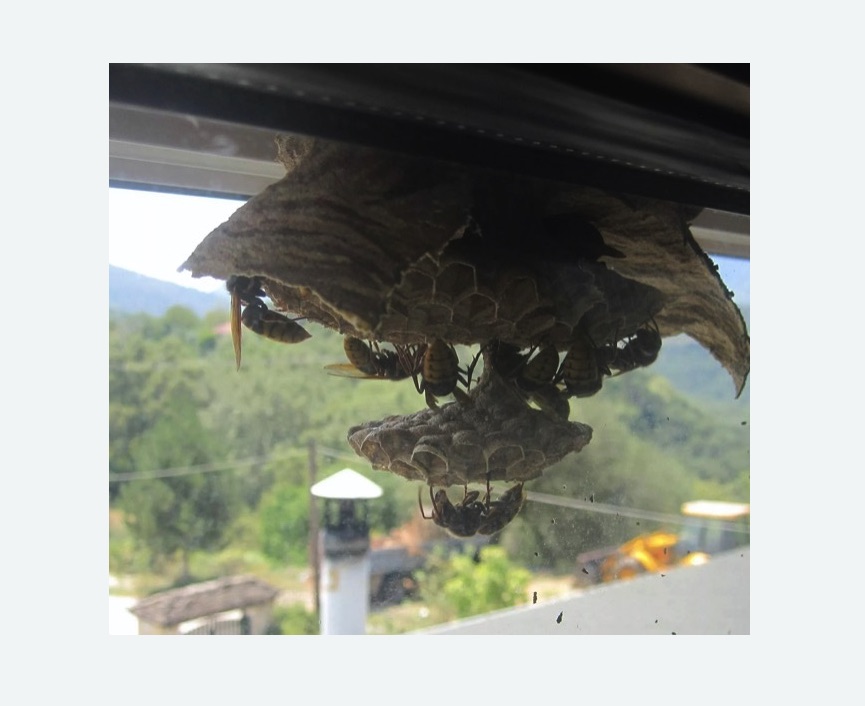 Уничтожение гнёзд шершней в Анжеро-Судженске