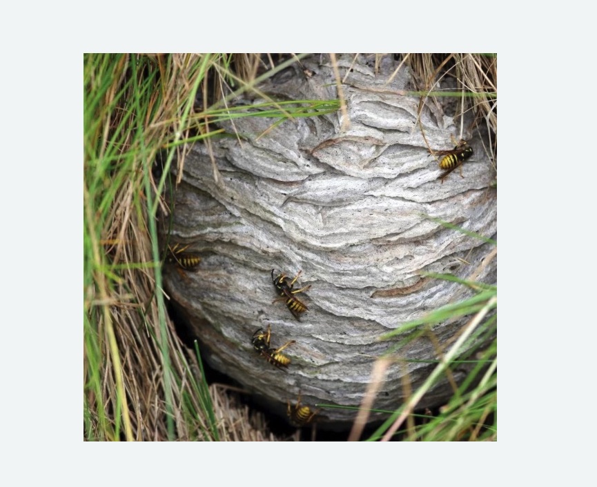 Уничтожение ос и ульев в Анжеро-Судженске